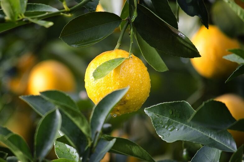 Kamchilikni ko'paytirish uchun limon